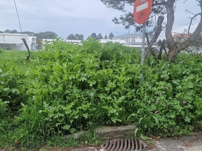 Δέντρα-Θάμνοι  	Αλ. Παπάγου