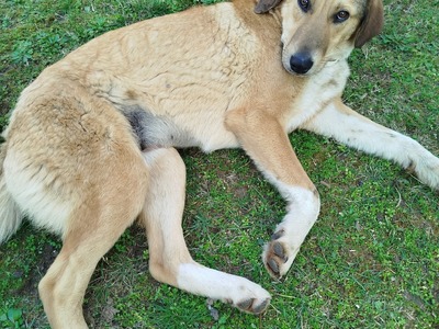 Αδέσποτα Αιγαίου-Κηφισίας