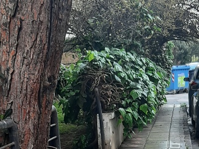 πεζοδρόμιο φυλλώματα  Σουρμένων και Κοτυωρων