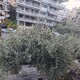 ΝΤΑΛΙΠΗ 4, ΤΚ 55131, ΚΛΑΔΕΜΑ ΚΛΑΔΙΩΝ ΠΟΥ ΜΠΛΕΚΟΥΝ ΣΕ ΚΑΛΩΔΙΟ ΟΤΕ(;)