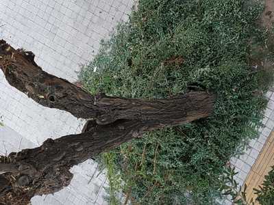 Λανθασμένο τελείως κλάδεμα και παρατημένα τα κλαδιά μια εδώ και μια βδομάδα