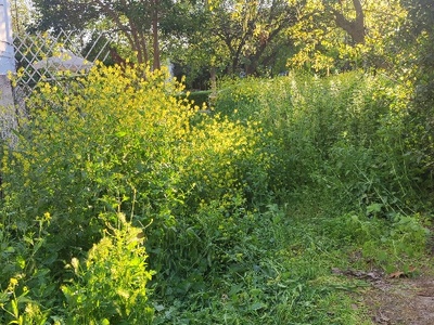 ΚΟΨΙΜΟ ΧΟΡΤΩΝ.   ΕΡΓΑΤΙΚΑ ΕΡΥΘΡΟΥ ΣΤΑΥΡΟΥ