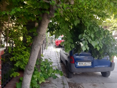 Αμμεσα  δεντρο 	Παρασκευοπουλου
