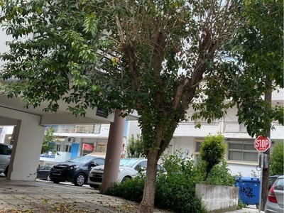 Κλαδεμα δεντρου  	Μοσχοπόλεως