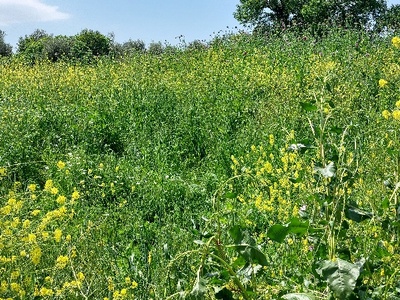 Κόδρα, Κούρεμα θάμνων
