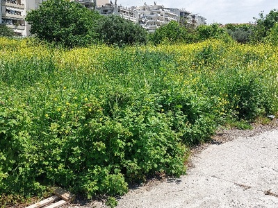 Κόδρα, Κούρεμα θάμνων