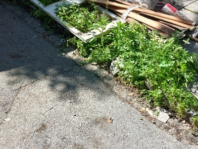 καναπεδες  	Βιθυνίας