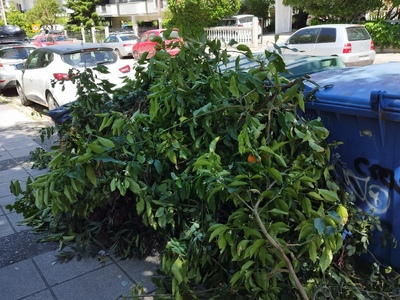 Αποκομιδή κλαδιών Παπακυρίτση