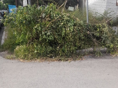 Χειμωνιδου  κλαδια