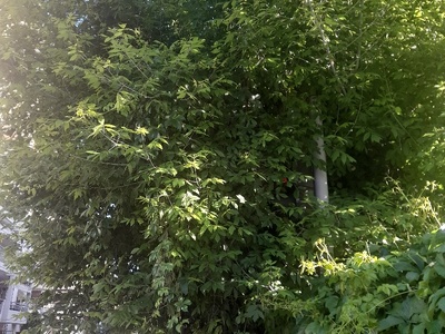 Καυκασου  φενεται το φαναρη