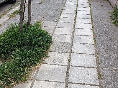 θαμνώδης βλάστηση σε δενδροδοχους