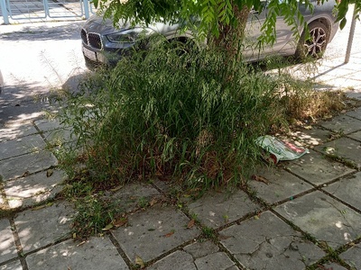 Αγριόχορτα στα πεζοδρόμια