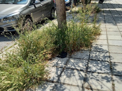 Αγριόχορτα στα πεζοδρόμια