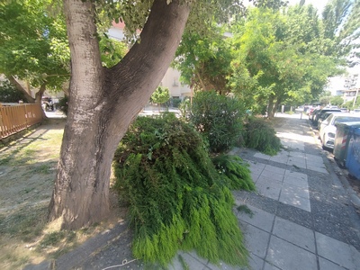 Κλαδιά και κομμένα δέντρα Παπακυρίτση