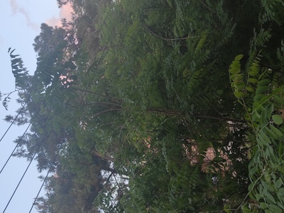 Κλαδιά σε καλώδια ρεύματος