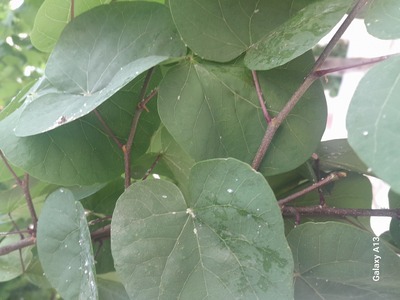 Ραντισμα στις κουτσουπιές  Σεφέρη