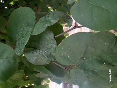 Ραντισμα στις κουτσουπιές  Σεφέρη