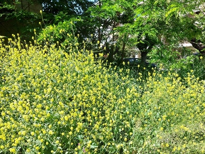 ΚΑΘΑΡΙΣΜΟΣ ΧΟΡΤΩΝ οικοπέδου  Κύμης