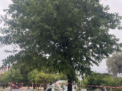 Κλαδεμα  δενδρων Εθνικης Αντιστασεως