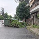 Κομμένα  κλαδιά   Εφέσου