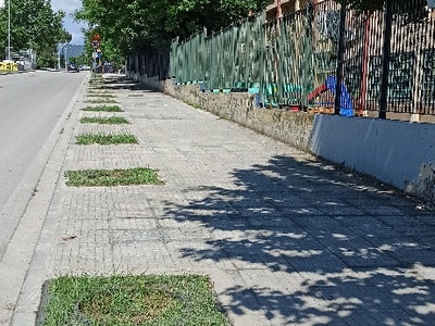 Φυτεμα νεων δενδρων  	Αδριανουπόλεως