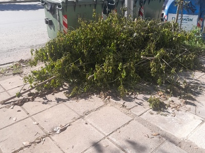 Ανδριανοπουπολεως κλαδια