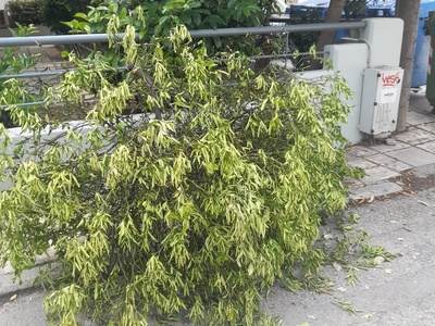 καλαβρυτων  	Κλαδιά