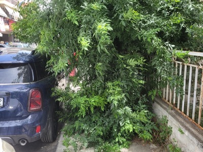 κούρεμα πεζοδρόμιων από χόρτα ΝΙΚΟΛΑΟΥ ΖΟΡΜΠΑ ΑΠΟ ΤΟ ΥΨΟΣ ΤΗΣ ΚΑΦΑΝΤΑΡΗ