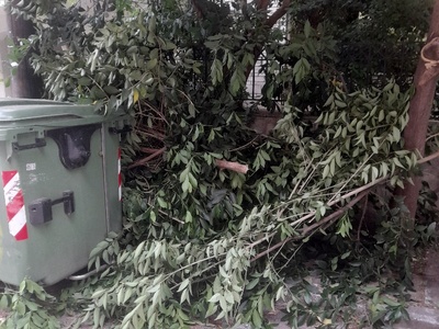 Μετα κλαδεμα  Αλ.φλεμιγκ