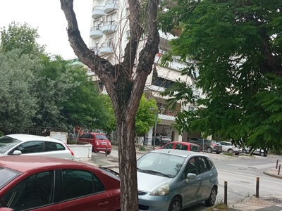 Ξερό δέντρο 	Προύσης