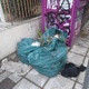 Κολοτουρου  ογκωδη
