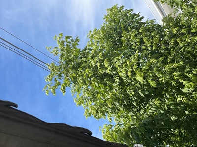 ΚΛΑΔΕΜΑ ΔΕΝΤΡΩΝ   (ΕΡΥΘΡΑΙΑΣ)