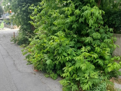 Φαναριου  κλαδια