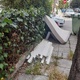 Διαφορα Ογκώδη    Φαναριου
