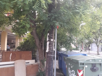 αμμεσα  Κλαδεμα του υψους	Κεραμοπουλου