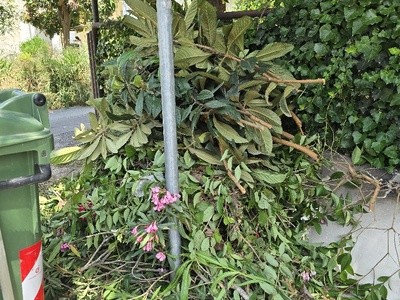 Μαζεμα ογκοδων και καθαρισμος  	Αφροδίτης