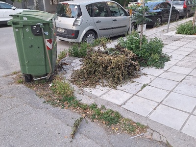 αποκομιδη μικρών κλαδιών Κουσκουρα με Καθ.Ρωσσιδου