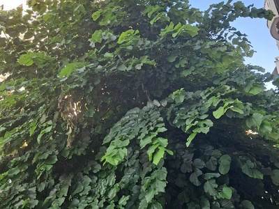 Κλάδεμα λόγω επικινδυνότητας