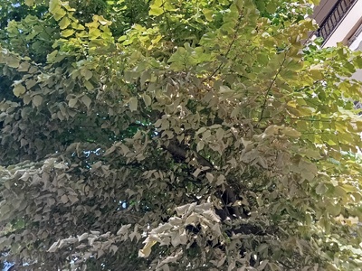 Δένδρα δείχνουν να ξεραίνονται