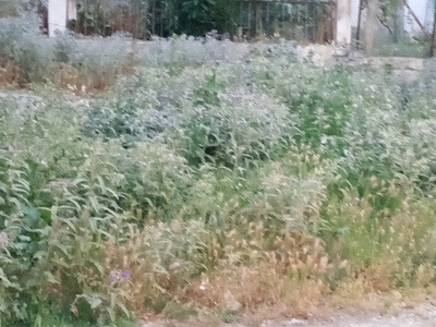 Κοπή χόρτων