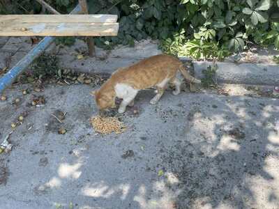 Παρατημένη μονοκατοικία έχει μετατραπεί σε χωματερή  	Παπαδημητρίου