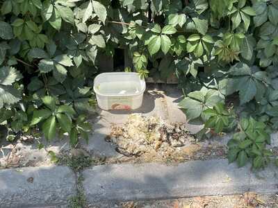 Παρατημένη μονοκατοικία έχει μετατραπεί σε χωματερή  	Παπαδημητρίου