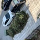 Απομάκρυνση κλαδιών από το πεζοδρόμιο   Καθηγητή Ρωσσιδη με Κούσκουρα