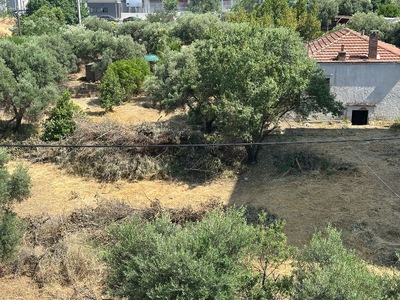 Εγκαταλελειμμένα κλαδια σε οικόπεδο  Ήρας