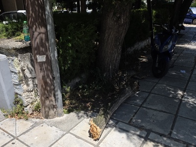 κομμενε δέντρο Μητροπολίτου Γρηγορίου Κυδωνιών