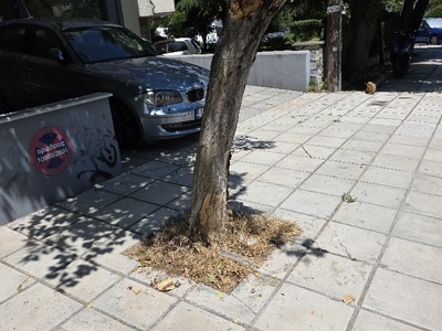 κομμενε δέντρο Μητροπολίτου Γρηγορίου Κυδωνιών