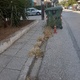 αμμεσα  Κουρεμα και σκούπισμα  Φλεμινγκ