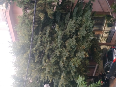 Κλάδεμα κλαδιών  Βιθυνίας
