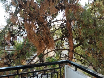 Κοπή κλαδιών πεύκου Μητροπολίτου Χρυσάνθου