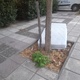αμμεσα ογκώδη Αιγαίου